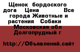 Щенок  бордоского  дога. › Цена ­ 60 000 - Все города Животные и растения » Собаки   . Московская обл.,Долгопрудный г.